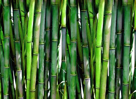 Bheema Bamboo Plant - Bambusa Balcooa – Padmam Nursery