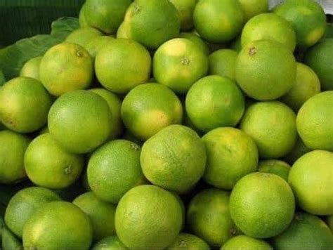 Hybrid All time 12 month Malta Mosambi All Time Variety Grafted Fruit ...