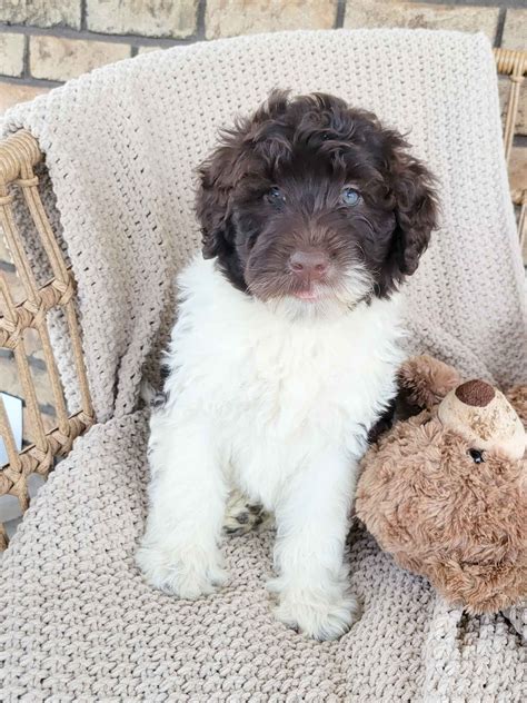 Portuguese Water Dog Puppies For Sale In Ohio