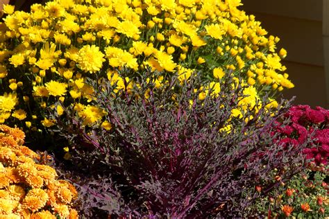 Are Mums Perennials Flowers at Linda Burk blog