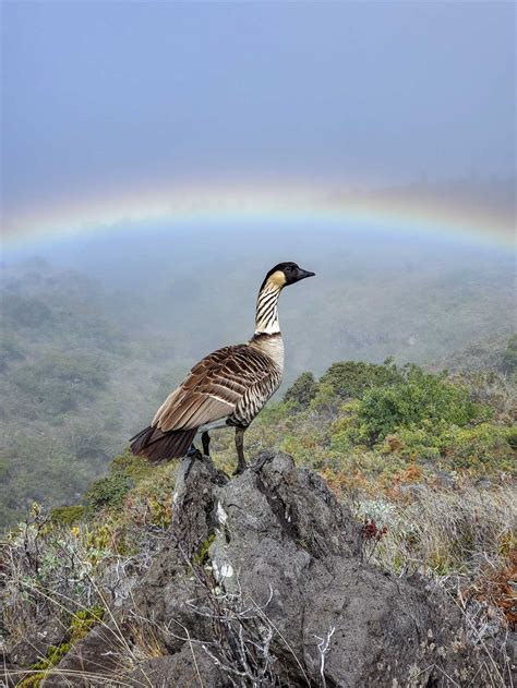 Hawaii State Bird: Learn All About The Nene Goose - [Updated February ...
