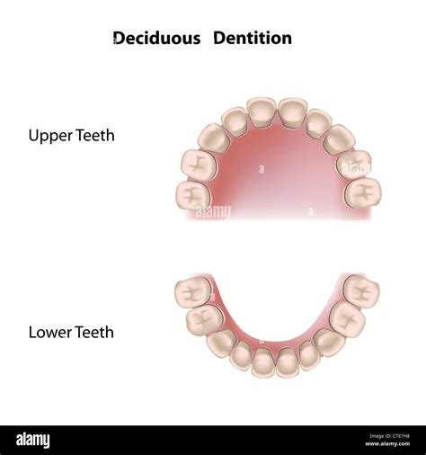 Deciduous dentition (baby teeth Stock Photo - Alamy