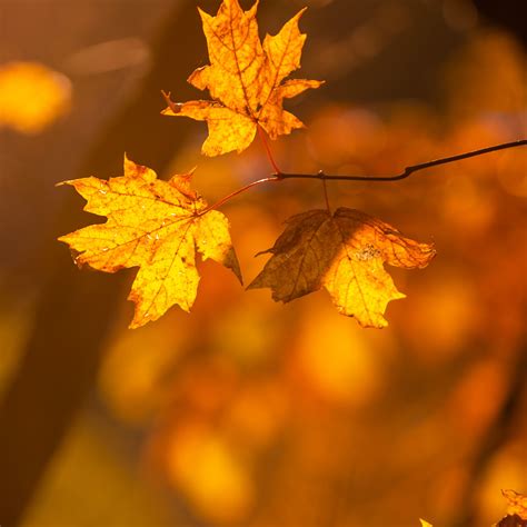 Download wallpaper 2780x2780 maple, leaves, branches, autumn, macro ...