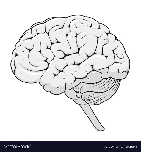 Brain Structure 的图像结果