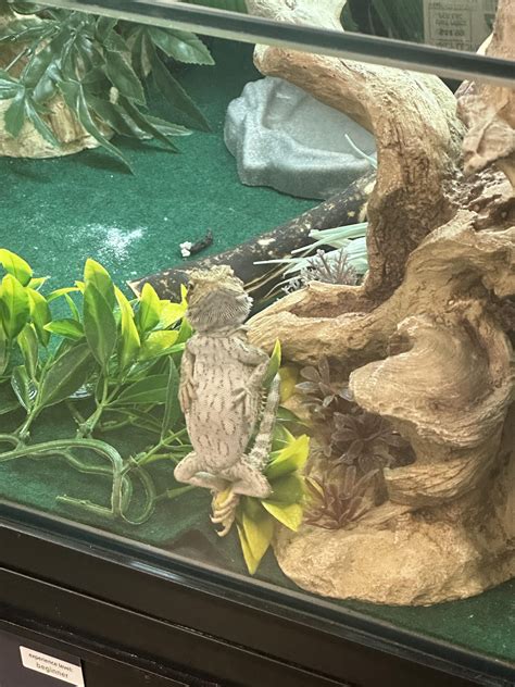 Sassy Man Apocalypse