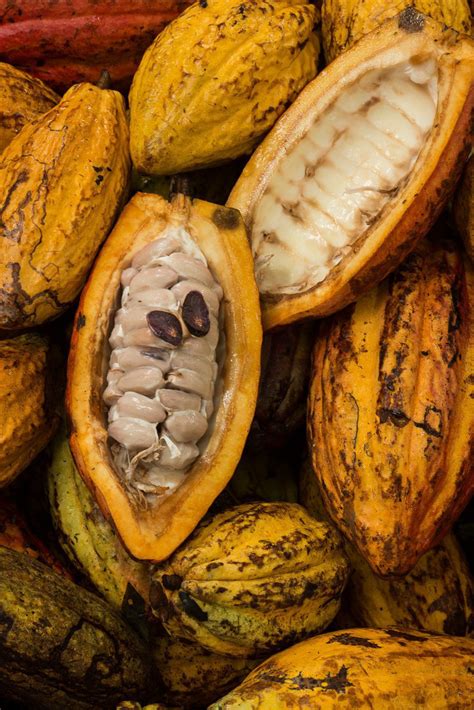 Origins & Flavors of Chocolate | Amano Artisan Chocolate
