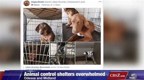 Alarming number of local animals put down due to overcrowding