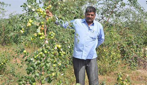 The apple of Reddy’s eye