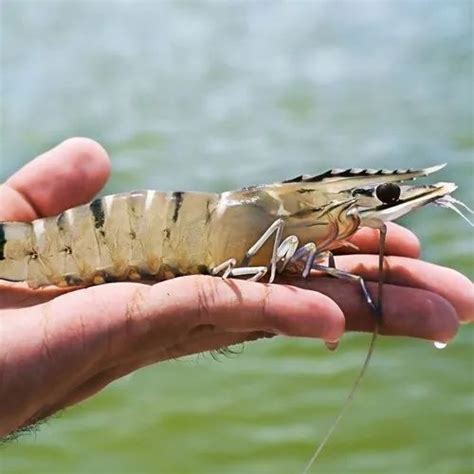Plankto Biotic - Aquaculture shrimp farming -BIOCLEAN AQUA PLUS ...