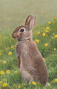 Image result for Beautiful Rabbit Drawing