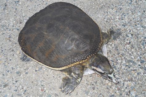 Florida Softshell Turtle - Facts, Habitat, Diet, Life Cycle, Pictures