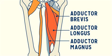 What Muscles are Involved in Adductor Strains? | Airrosti