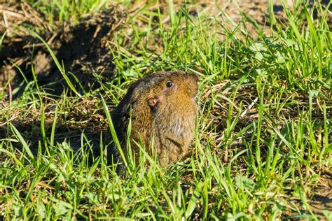 How to Get Rid of Gophers in Your Yard: 6 Effective Ways