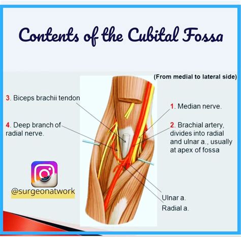 Cubital Fossa Diagram