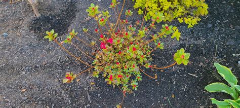 Image result for Azalea Pruning