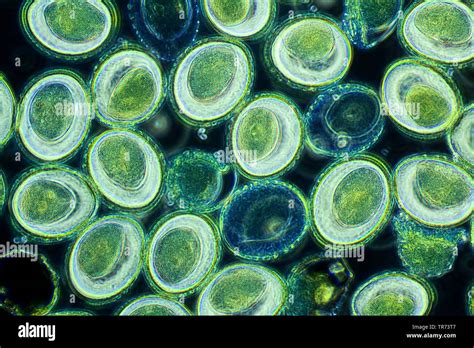 Image result for Phase Contrast Microscopy Applications