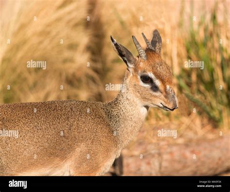 Kirk's Dik-Dik small African antelope closeup portrait in Serengeti of ...