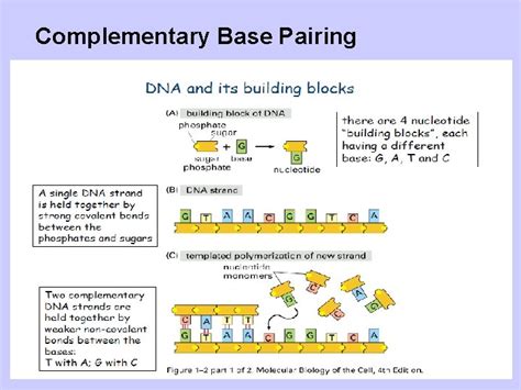 Image result for Complementary Base Pairs
