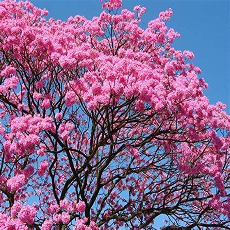 Plant Nursery Online Tabebuia avellanedae, Pink Trumpet Tree (Pack of 1 ...