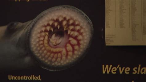 Sea lamprey control measures planned for the Rapid River in Delta County