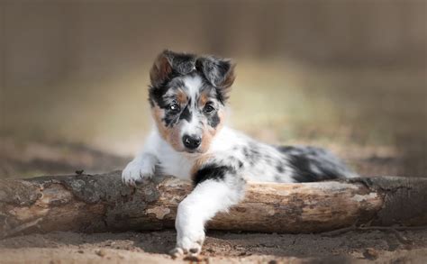 Image result for Dog Using Computer Meme