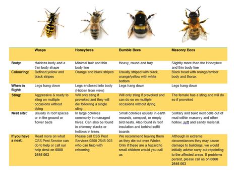 Image result for Bee Coding Java