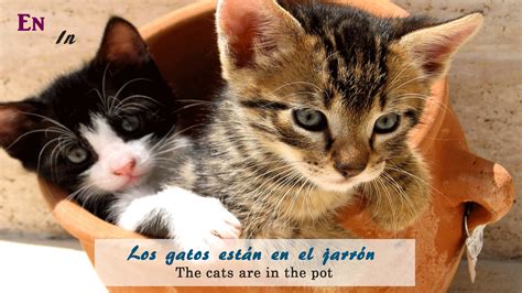 How To Say Sweet Cat In Spanish at Cooper Hamilton blog