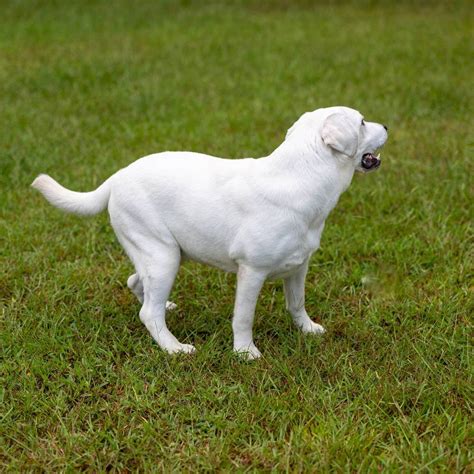 Our Parents | A&B Labradors