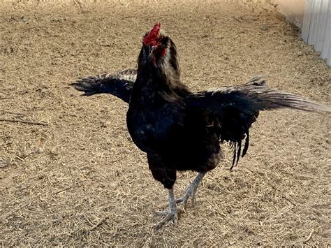 Can You Eat Roosters? Complete Guide to Male Chicken Meat