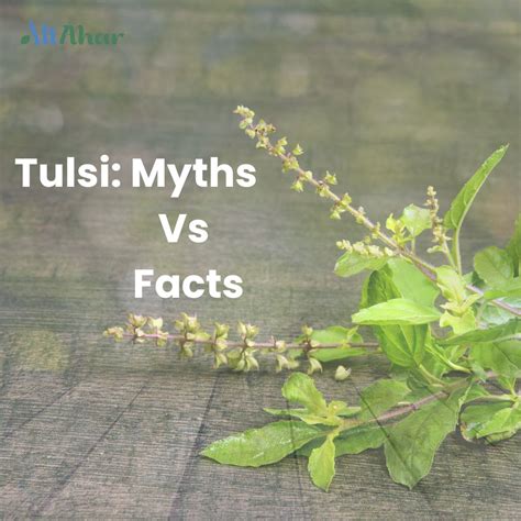Myths vs. Facts About Tulsi – AltAhar