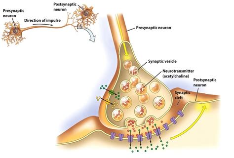 Synapse Permban Script 的图像结果