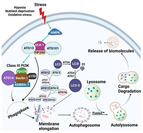 Emerging Role of Autophagy in the Development and Progression of Oral ...