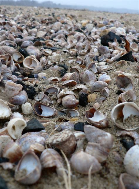 Image result for Beach Sea Shells