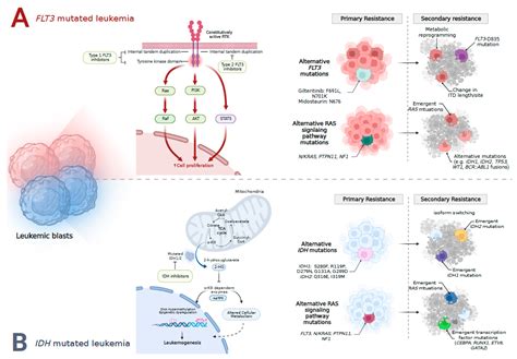 Molecularly Targeted Therapy in Acute Myeloid Leukemia: Current Treatment Landscape and ...