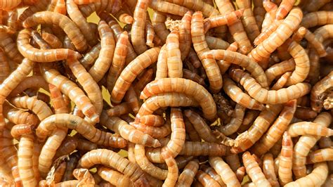 Can I Put My Mealworms In The Fridge at April Langdon blog