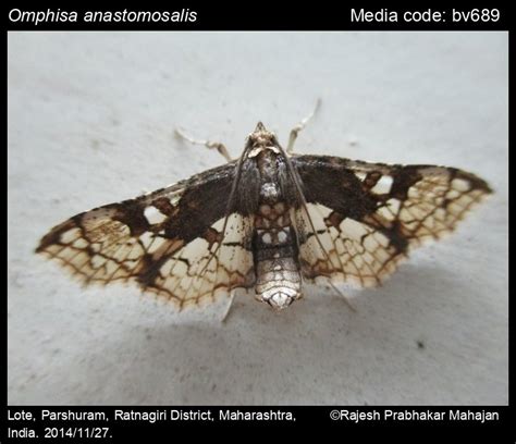 Omphisa anastomosalis Guenée, 1854 - Sweet Potato Stem Borer | Moths