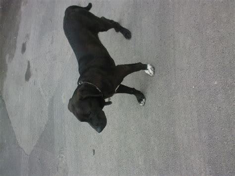 Rhodesian Ridgeback Labrador Mischling in Eschwege | Tiere | Kleinanzeigen