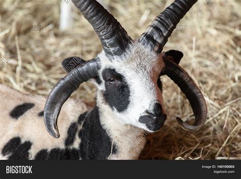 Six Horned Sheep