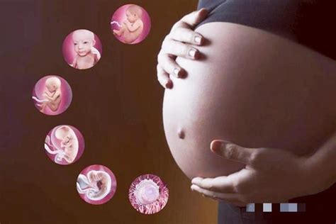 孕育生命究竟是什么样的？十张图带你看怀孕全过程，生命来之不易_腾讯新闻