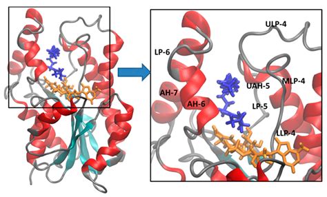 Aqueous Molecular Dynamics Simulations of the M. tuberculosis Enoyl-ACP ...