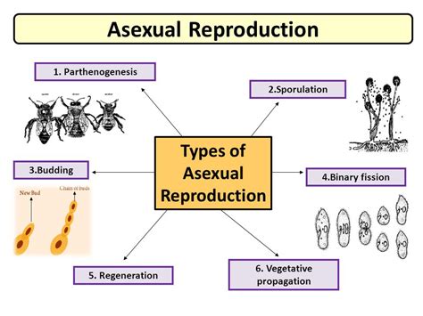 Asexual Reproduction in Plants Diagram with Explanation - Biology Notes