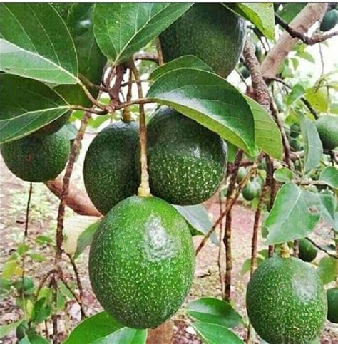GreenWorld Special Gwen Variety Avocado/Alligator Pear,(GRAFTED) Hybrid ...