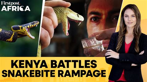 Kenya Faces Alarming Need For Antivenom Amid Surge In Snake Bite Cases ...