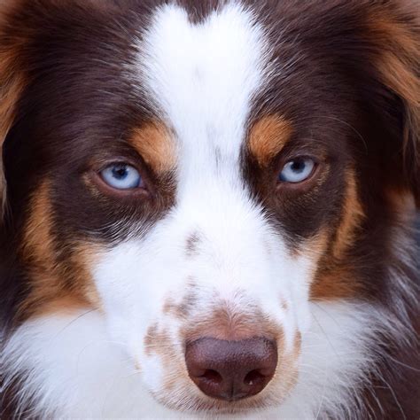 Brown Australian Shepherd Blue Eyes