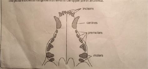 Which teeth is used for chewing and grinding? i. Canines ii. Molars iii ...