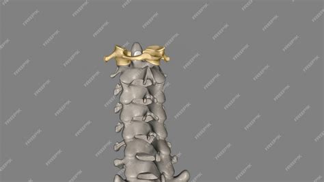 Premium Photo | The atlas plural atlases is the first cervical vertebra ...