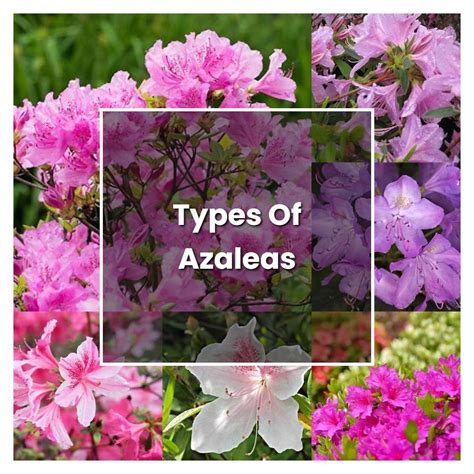 Types Of Azalea Shrubs at Josiah Perez blog