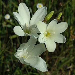 Mphmi Seedless Plant Flower Bulbs Plants Sparaxis (White) - Bulbs (set ...