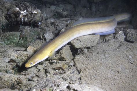 How Do Eels Reproduce? Eel Reproduction in the Wild