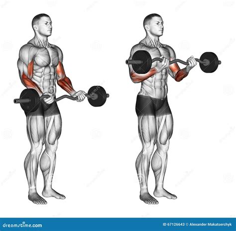 Ez Bar Curl Muscles Worked